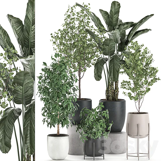 Collection of potted plants with Benjamin ficus trees Banana palm Scheffler Eucalyptus. Set 556. 3DS Max Model