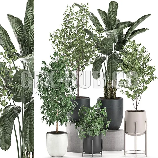 Collection of potted plants with Benjamin ficus trees Set 556 3dsMax Model