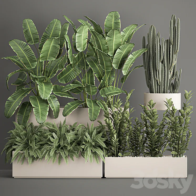 Collection of potted plants with Strelitzia fern cactus cereus Zamiokulkas. 1062. 3DS Max