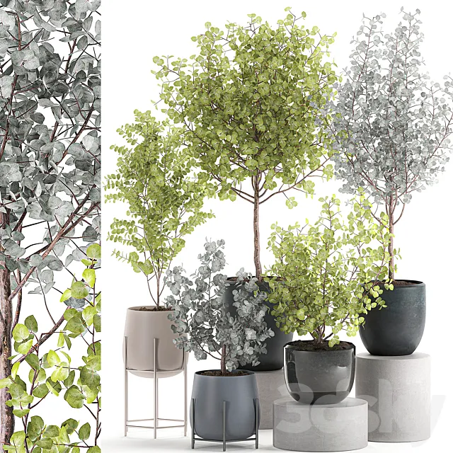 Collection of small beautiful interior trees in pots with ash Eucalyptus. Set 552. 3ds Max