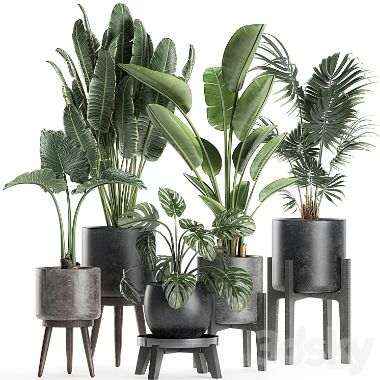 Collection of small beautiful plants in black pots on legs with Banana palm strelitzia monstera. Set 659. 3DS Max