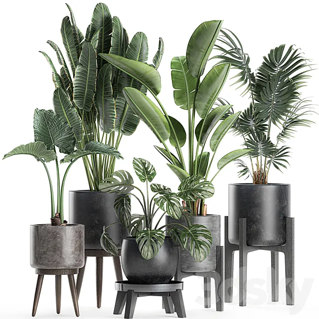 Collection of small beautiful plants in black pots on legs with Banana palm. strelitzia. monstera. Set 659. 3DSMax File
