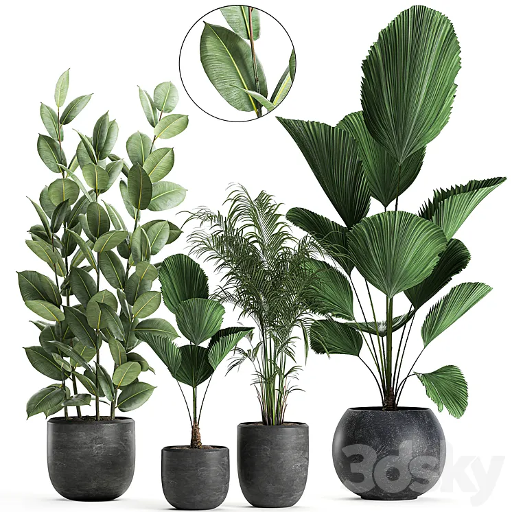 Collection of small beautiful plants in black pots with Licuala palm ficus. Set 664. 3DS Max