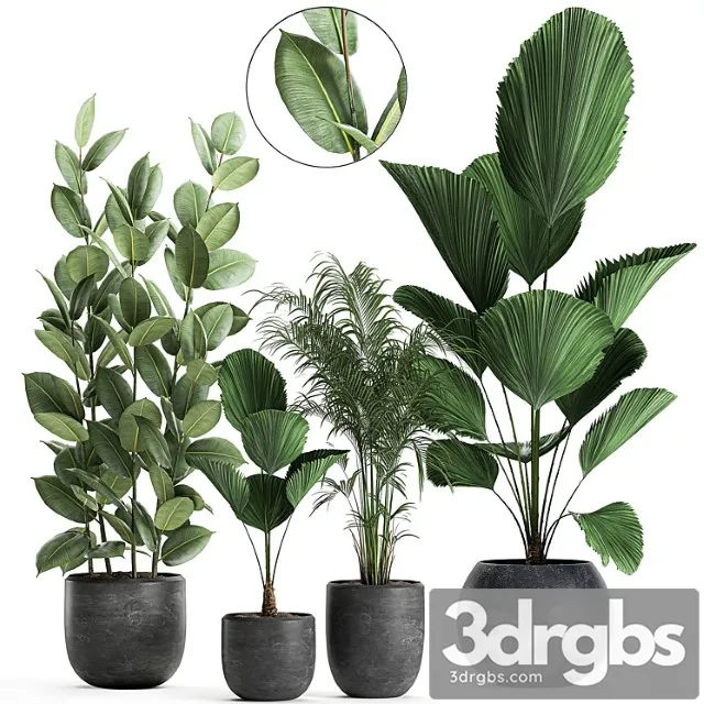 Collection of small beautiful plants in black pots with licuala, palm, ficus. set 664.