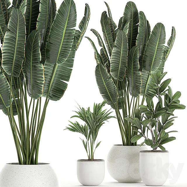 Collection of small beautiful plants in white pots with Banana palm strelitzia. Set 660. 3DS Max Model