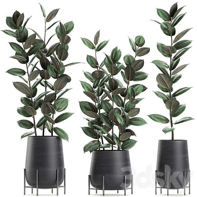 Collection of small bushes of ficus trees in black pots on legs with ficus abidjan elastic. Set 628. 3DS Max Model