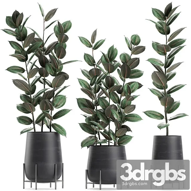 Collection of small bushes of ficus trees in black pots on legs with ficus abidjan, elastic. set 628.