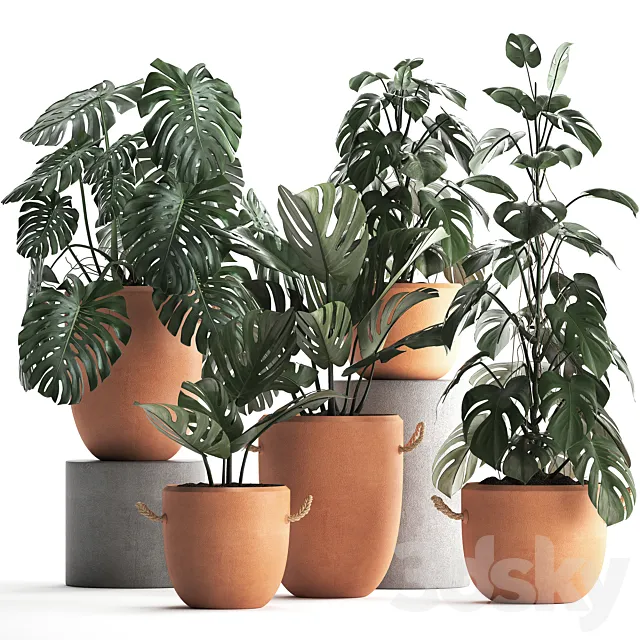 Collection of small bushes of plants in clay pots with handles with Monstera flower clinker. Set 423. 3DS Max Model