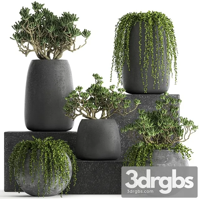 Collection of Small Exotic Hanging Plants Succulents In Black Pots With Crassula Crassula Set 817 3dsmax Download