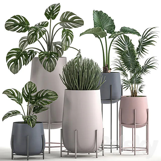 Collection of small indoor plants in modern pots on legs with Monstera Palm hovea alokasia Sansevieria. Set 547. 3DS Max Model