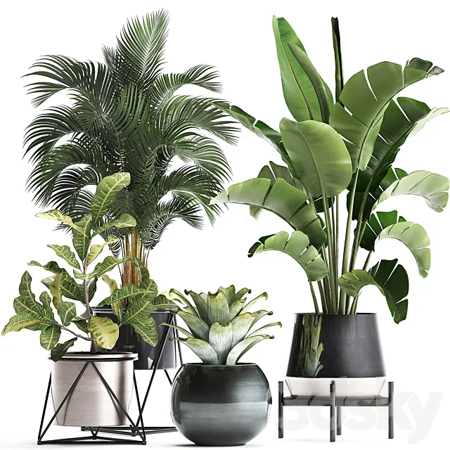 Collection of small lush plants in white modern pots with Banana palm strelitzia round croton bromeliad luxury decor. Set 441. 3DS Max Model