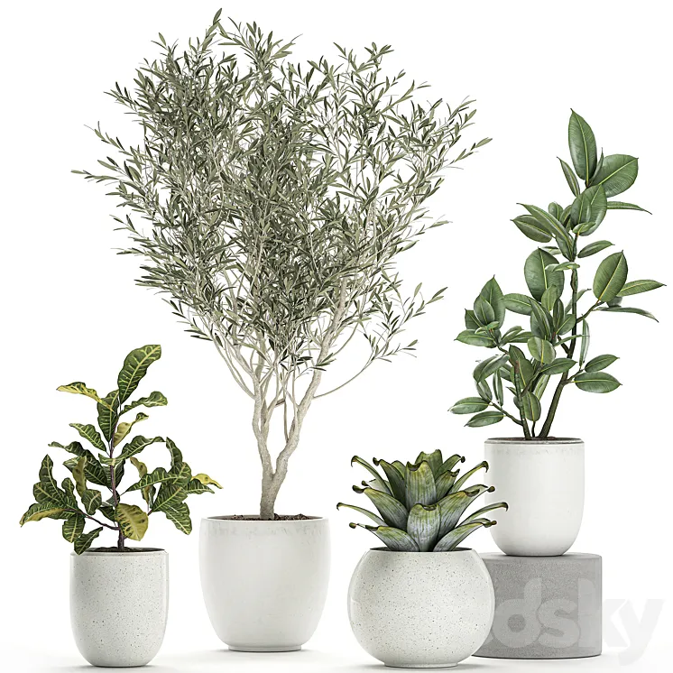 Collection of small ornamental plants in white pots with Olive tree ficus croton bromelia sapling. Set 676 3DS Max