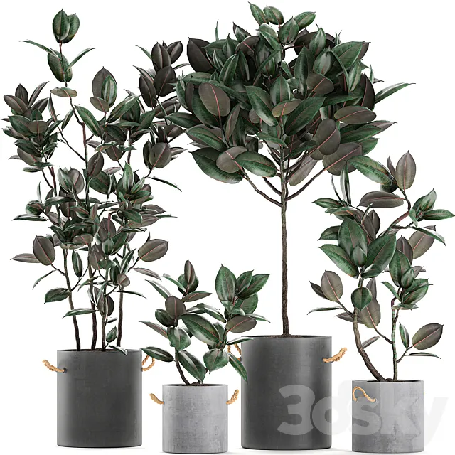 Collection of small ornamental trees in concrete black pots with handles ficus elastica abidjan. Set 604. 3ds Max