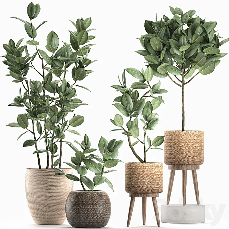 Collection of small ornamental trees in rattan baskets on legs with ficus elastic. Set 606. 3DS Max
