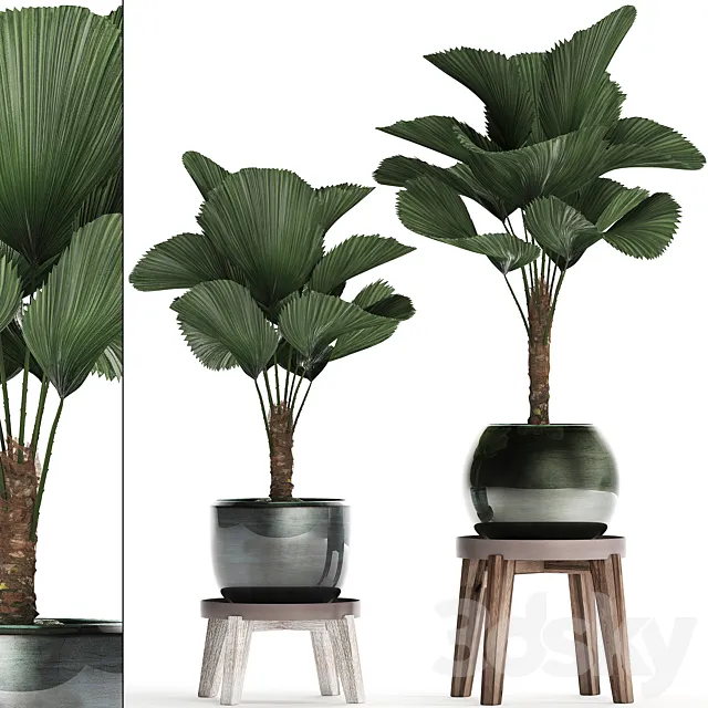 Collection of small palm plants in modern stylish round pots with flower stand and Liquala. luxury. Set 453. 3DSMax File
