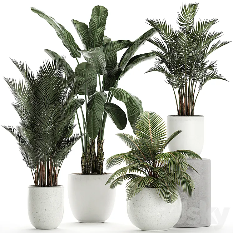 Collection of small palm plants in white pots with banana palm hovea coconut strelitzia. Set 674. 3DS Max