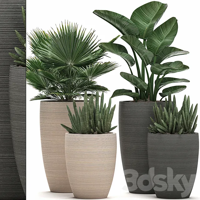 Collection of small plant flowers in modern pots with fan palm strelitzia sansevieria cylindrical. Set 498. 3ds Max