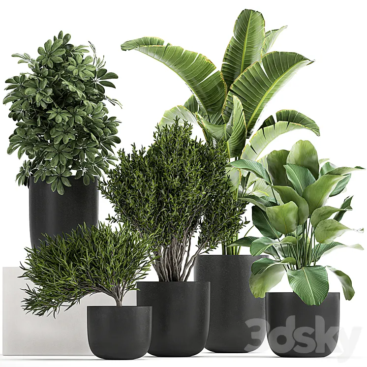 Collection of small plants and trees in black pots with Banana palm Calathea lutea bush Scheffler. Set 804 3DS Max
