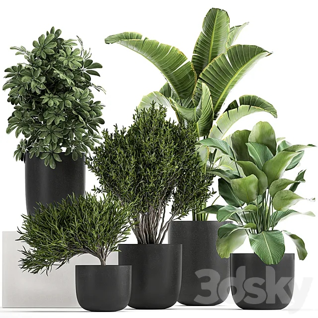 Collection of small plants and trees in black pots with Banana palm. Calathea lutea. bush. Scheffler. Set 804 3DSMax File