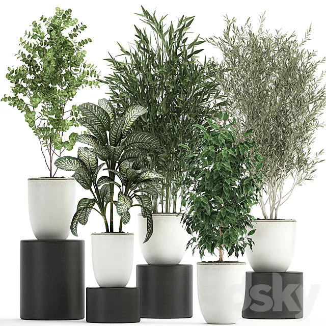 Collection of small plants and trees in white pots with Bamboo Olive Ficus Benjamin Dieffenbachia. Set 819. 3ds Max