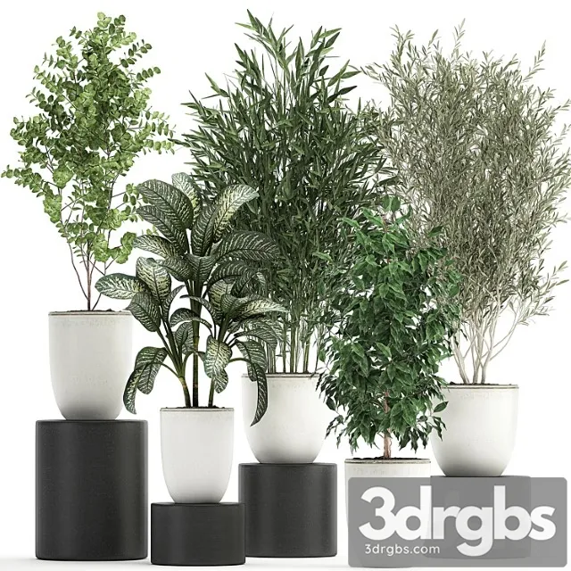 Collection of small plants and trees in white pots with bamboo, olive, ficus benjamin, dieffenbachia. set 819.