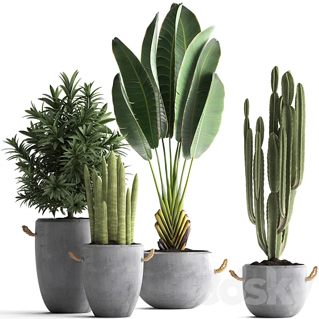 Collection of small plants in black concrete pots from Ravenala. concrete flowerpot. Cereus. cactus. oleander. Set 434. 3DSMax File
