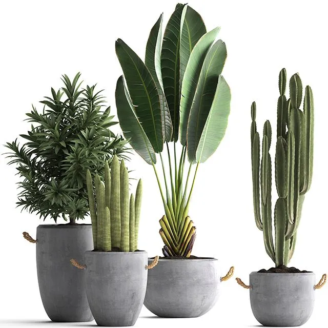 Collection of small plants in black concrete pots  Set 434 3dsMax Model