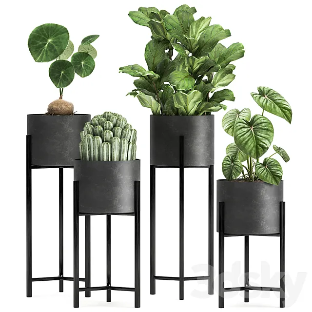 Collection of small plants in black metal pots on legs with ficus cactus Stefania Erecta. Set 915. 3DS Max Model