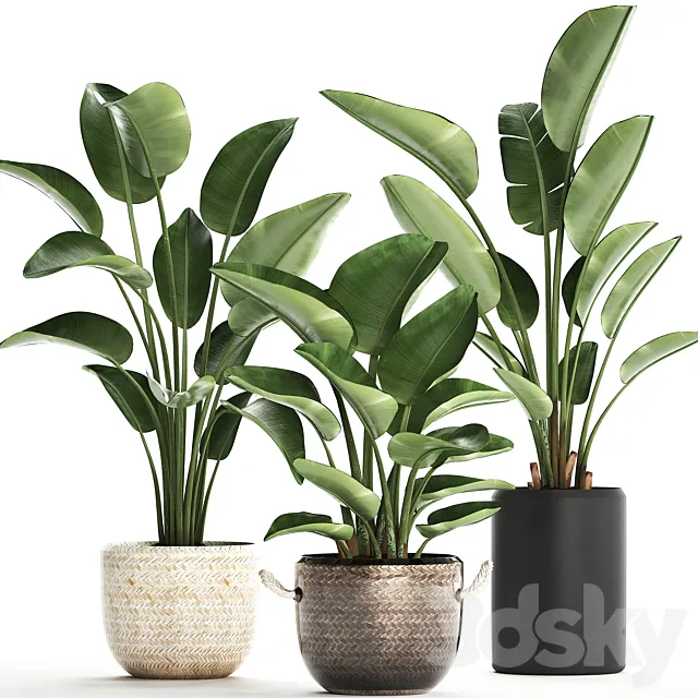 Collection of small plants in black modern pots baskets with Banana palm. Strelitzia. Set 445. 3DSMax File