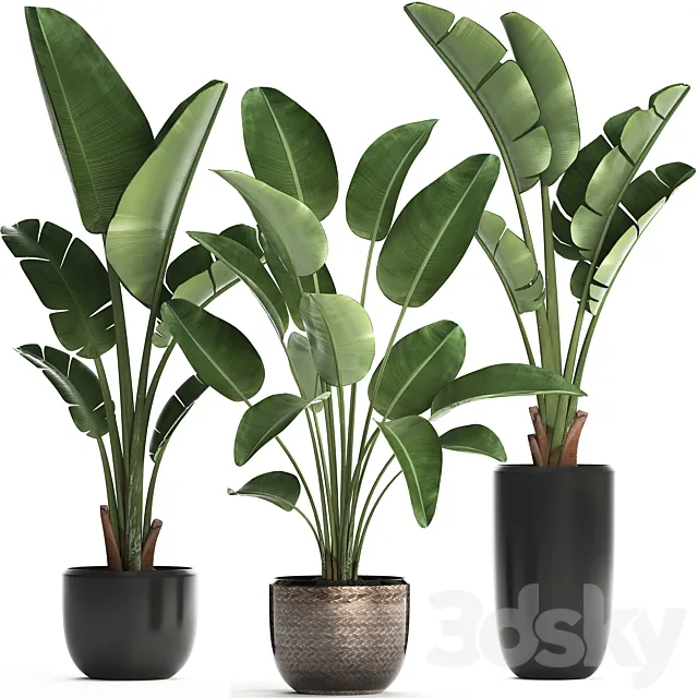 Collection of small plants in black modern pots with Banana palm. Strelitzia. Set 444. 3DSMax File