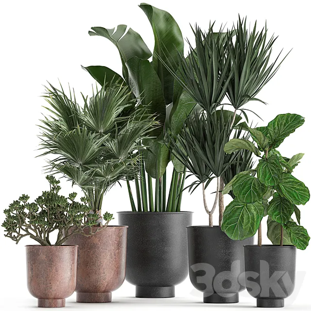 Collection of small plants in black pots Ficus lirata Dracaena fan palm Crassula. Set 836. 3ds Max