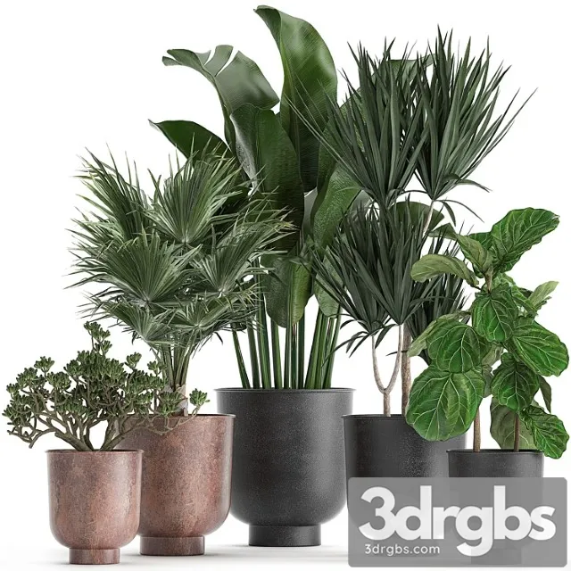 Collection of small plants in black pots ficus lirata, dracaena, fan palm, crassula. set 836.