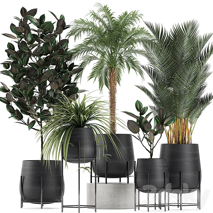 Collection of small plants in black pots on legs with Date palm ficus Chlorophytum Abidjan. Set 627. 3DS Max