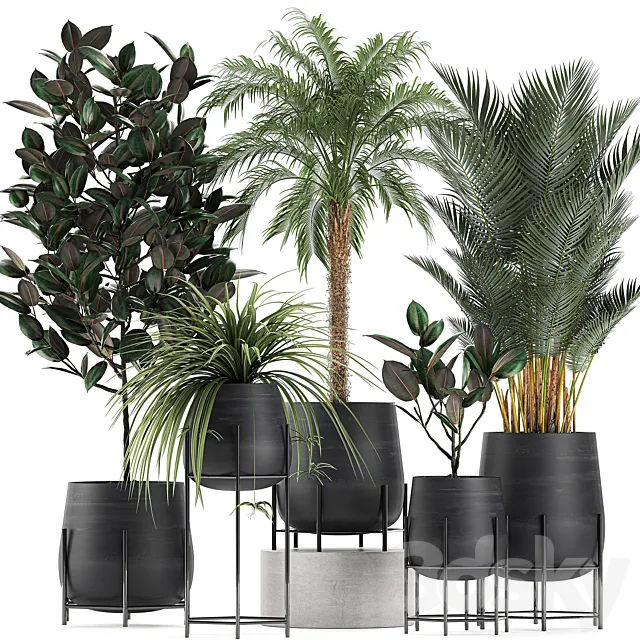 Collection of small plants in black pots on legs with Date palm. ficus. Chlorophytum. Abidjan. Set 627. 3DSMax File