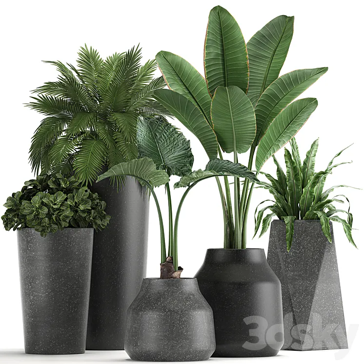 Collection of small plants in black pots with Banana palm asplenium alocasia. Set 825 3DS Max