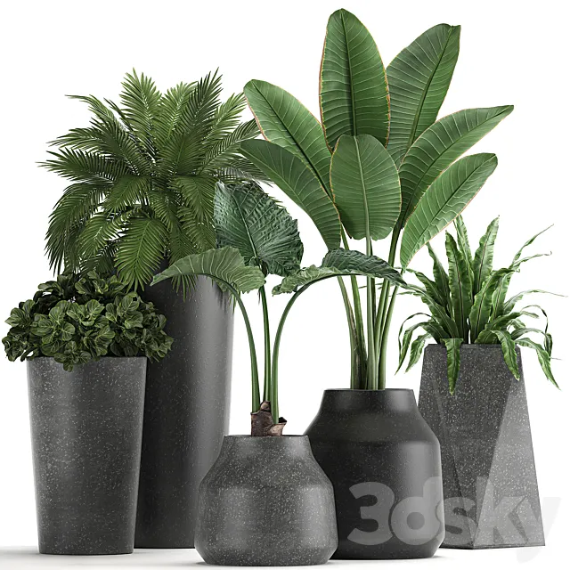Collection of small plants in black pots with Banana palm. asplenium. alocasia. Set 825 3DSMax File