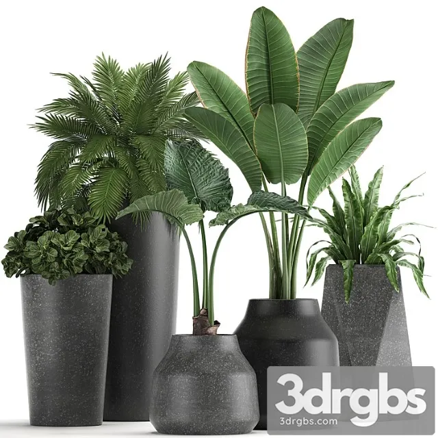Collection of small plants in black pots with banana palm, asplenium, alocasia. set 825
