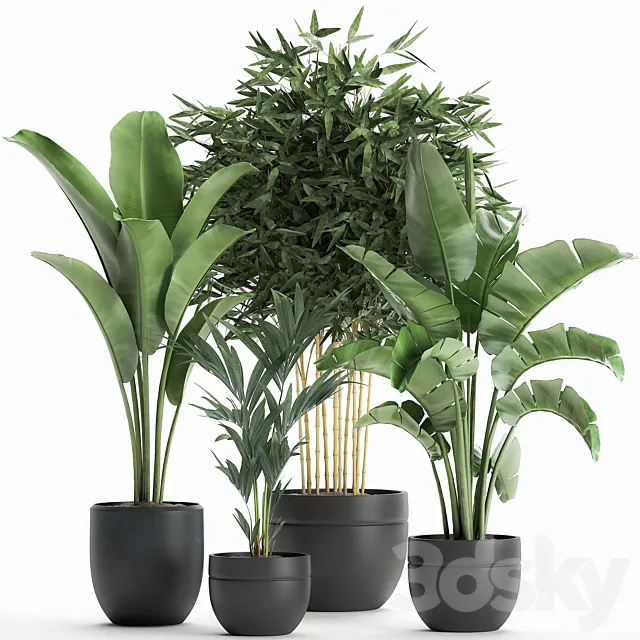 Collection of small plants in black pots with Banana palm bamboo bush strelitzia ravenala. Set 586. 3DS Max Model