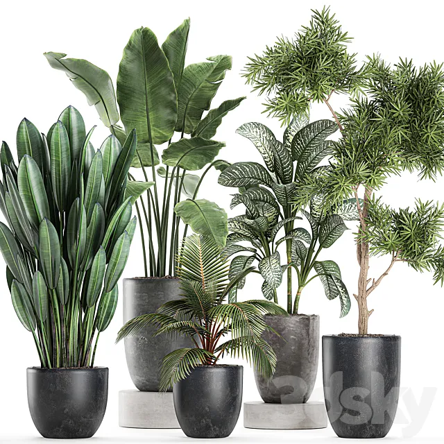 Collection of small plants in black pots with banana palm Dieffenbachia tree. Set 757. 3DS Max Model