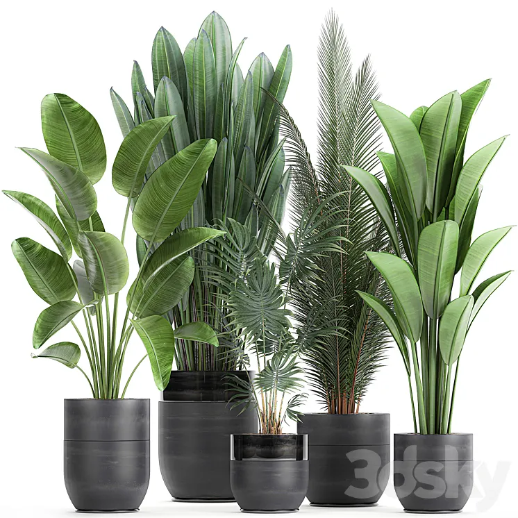 Collection of small plants in black pots with Strelitzia banana coconut palm hovea. Set 726. 3DS Max