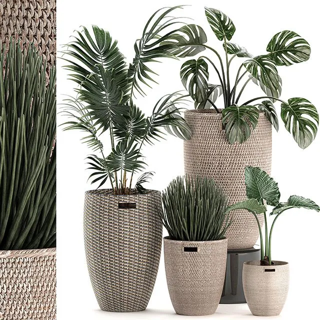 Collection of small plants in decorative baskets pots Set 570 3dsMax Model