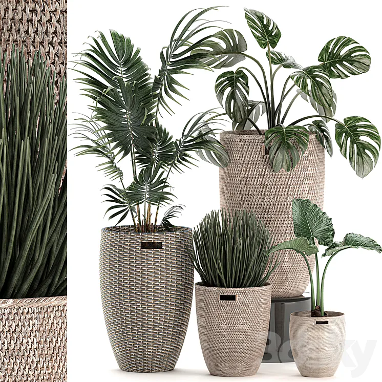 Collection of small plants in decorative baskets pots with Monstera Howea  alokasia palm. Set 570. 3DS Max