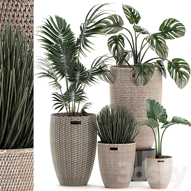 Collection of small plants in decorative baskets pots with Monstera. Howea . alokasia. palm. Set 570. 3DSMax File