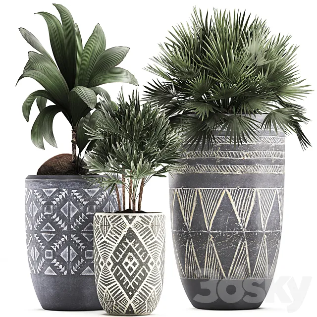 Collection of small plants in ethnic aged pots with coconut nutsifera fan palm Rhapis . Set 475. 3DS Max Model