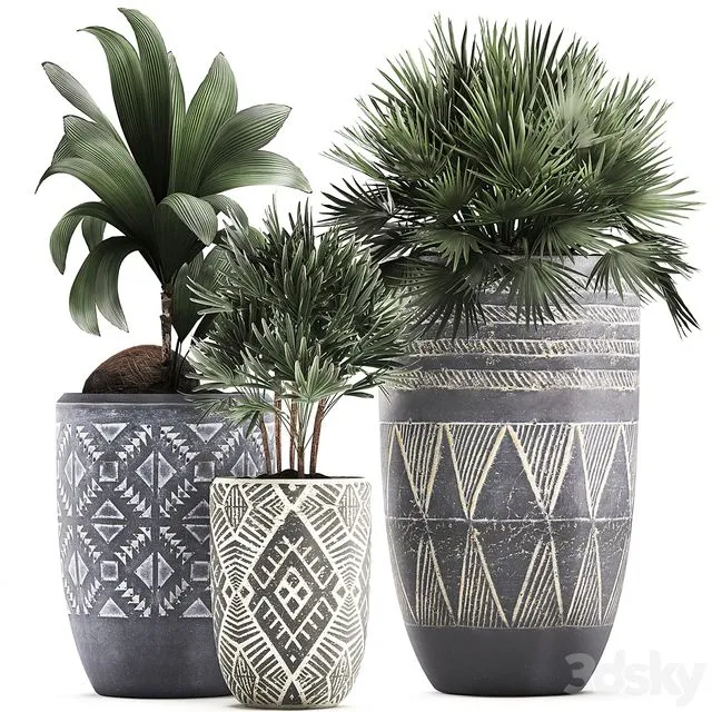 Collection of small plants in ethnic aged pots with coconut nutsifera fan palm Rhapis . Set 475 3dsMax Model