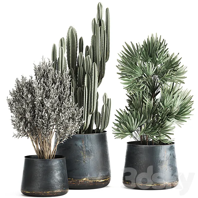 Collection of small plants in luxury pots with Cactus palm olive tree Rapeseed Raphis Cereus. Set 870. 3DS Max Model