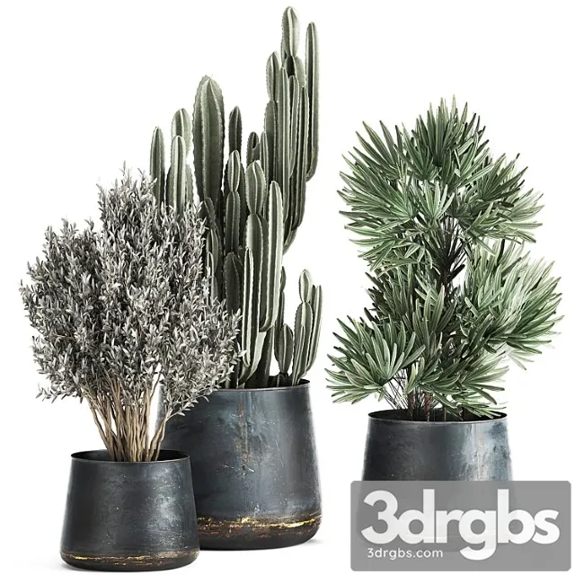 Collection of small plants in luxury pots with cactus, palm, olive, tree, rapeseed, raphis, cereus. set 870.