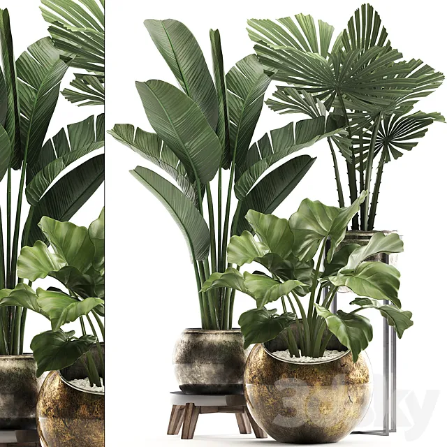 Collection of small plants in luxury pots with Licuala and banana bush. round flowerpot. Alokasia. strelitzia. Set 467. 3DSMax File