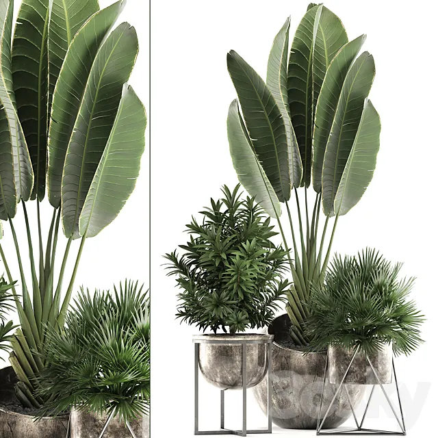 Collection of small plants in modern luxury round pots with Ravenala pot palm hamerops dracaena. Set 471. 3ds Max