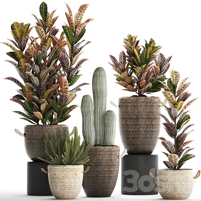 Collection of small plants in modern rattan baskets with Croton tree. cactus. sansevieria cylindrical. Set 433. 3DSMax File